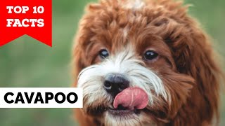 Cavapoo  Top 10 Facts [upl. by Hnacogn199]