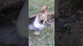 booted eaghal hunted wild pigeon shorsvideo shorsvideo shorsvideo [upl. by Tade163]