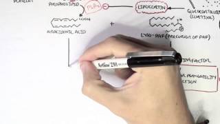 Part I  Aracidonic Acid Metabolites [upl. by Aikmat79]