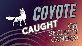 Coyote Armando Visits Again 7 sightings this year [upl. by Emilio]