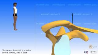 Arthrology of the acromioclavicular joint [upl. by Ladnar]