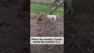 monkeydog shortsvideo comedyvideos like [upl. by Arne]