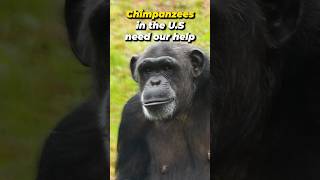 Saving Lab Tested Chimps [upl. by Ellek822]