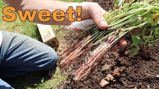 How to Plant and Grow Sweet Potatoes Ep1 [upl. by Meid]