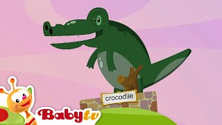 The Picaro Zoo 🐊🦁🐯  The Picaro Show  BabyTV [upl. by Irrehc]