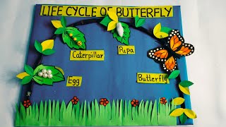 Life Cycle of ButterflyLife Cycle of Butterfly Modellife cycl school projectlifecycleofbutterfly [upl. by Papagena383]