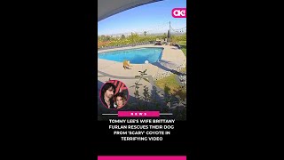 Tommy Lees Wife Brittany Furlan Rescues Their Dog From Scary Coyote in Terrifying Video Watch [upl. by Adnaloj]