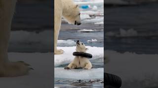 A touching story about a mother bear rescuing a seriously injured cub in the harsh Arctic region [upl. by Oren]