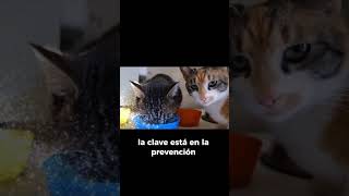 ¿Problemas digestivos en tu gato [upl. by Nesyt]