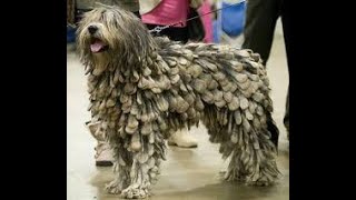 BERGAN MASCO SHEEP DOGDiscover the Bergamasco Sheep Dog The Unique Italian Herding Breed [upl. by Girardo107]