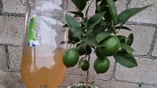 Potente Fertilizante Orgánico para Cítricos  Abono Casero Para Limonero [upl. by Killoran]