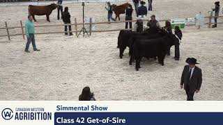 CWA 2024  Simmental Show Broadcast  Regina SK [upl. by Noid]