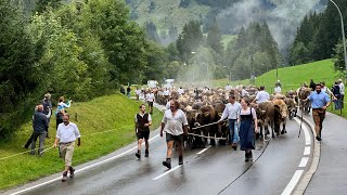 Viehscheid der Alpe Bärgunt Kleinwalsertal 2023 [upl. by Sadye]