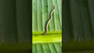 A STRIPPED EARTH WORM😮luteostriata [upl. by Sabec]