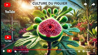 Secrets pour des Figues Abondantes  Guide Complet de Culture du Figuier 🌳 [upl. by Spiros]