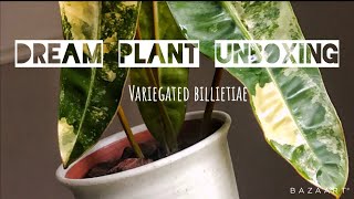 THE MOST EXCITING PLANT UNBOXING evvvvvvvvvvvvver  rare aroid [upl. by Rebmak344]