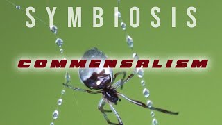 Symbiosis Commensalism [upl. by Oneida]