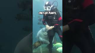 1 Reason Why Manatees Die [upl. by Agace]