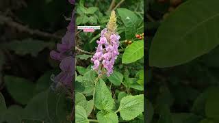 Shalparni Desmodium gangeticum  Medicinal Plant flowers nature plant [upl. by Michale]