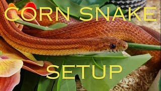 CORN SNAKE Enclosure Setup snakes snakecare setup cornsnake dangernoodle noperope [upl. by Radferd34]