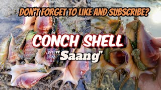 Spider Conch Shell  We called it Saang in our Local Term [upl. by Odlanyar212]