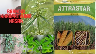 atrazine 50 wp herbicide। herbicide maize herbicide all herbicide davai। [upl. by Wack361]