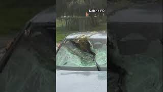 VIDEO  Tree falls on moving car in DeLand Florida ahead of Hurricane Milton [upl. by Kaule]