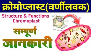 Plastids Chromoplast  structure of chromoplast and function  chromoplast in hindi  वर्णीलवक [upl. by Colvert]