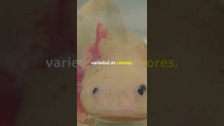 ¡Datos Curiosos sobre el Axolotl 🦎 20241019 [upl. by Ayikan]