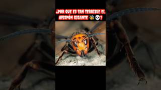 Avispón Asesino  El insecto más peligroso del mundo 🐝⚠️💀 [upl. by Ailemac]