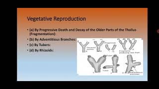 F Y B Sc Plant Life and Utilization I Riccia External Morphology of Thallus [upl. by Ephrem]