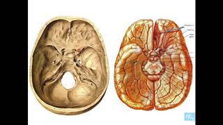 anatomie des glandes endocrines partie 1 [upl. by Belia982]