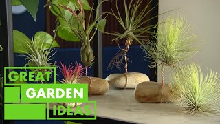 How to Grow and Care For Air Plants  GARDEN  Great Home Ideas [upl. by Davy138]