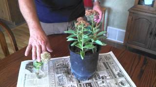 Propagating Sedum Plants [upl. by Enifesoj]