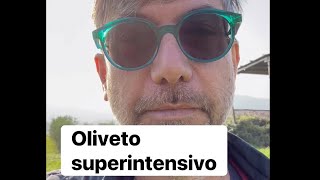 Oliveto superintensivo danielepaci agronomo olivertree olio oil raccolta [upl. by Eixid]