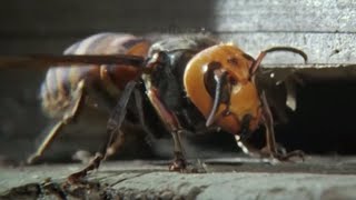 Ferocious Hornet Moments  Top 5  BBC Earth [upl. by Motteo]