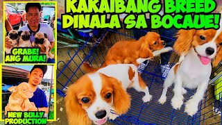 MATINDE PALA ANG GANITONG KLASE NG ASO BOCAUE PET MARKET UPDATE [upl. by Faro499]