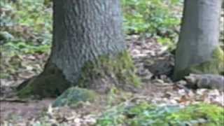 Wildkatzen Nachwuchs im Wald bei Ebern [upl. by Mccormick]