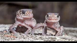 Australian Gecko [upl. by Grose]