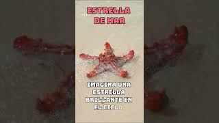 Estrella de mar shorts educativo paraniños curiosidades [upl. by Neemsaj]