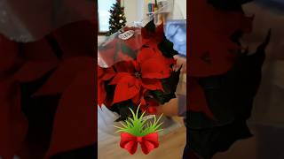 Poinsettia poinsettia poinsettias shortvideo christmastree [upl. by Giana]