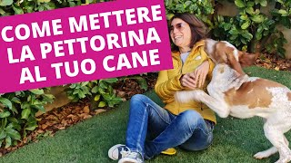 Trucco per mettere la pettorina o collare al tuo cane [upl. by Seira]