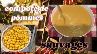 compote de pomme sauvages [upl. by Ynitsed]