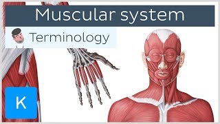 Muscular system  Anatomical terminology for healthcare professionals  Kenhub [upl. by Hobey]