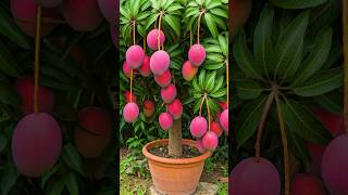 🌿Grow Mango Tree Faster with This Proven Method for Beginners mango fruittree [upl. by Chemesh443]