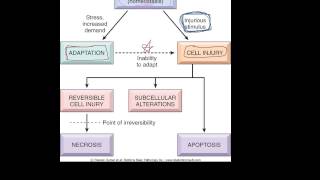 1  Introduction to pathology  etiology pathogenesis morphology terms homeostasis apoptosis [upl. by Anurag]