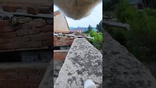 Cat with Gopro Cat Parkour Running and jumping on the narrow wall [upl. by Eziechiele]