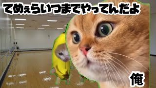 声優を目指した男の話【猫ミーム】 [upl. by Sager]