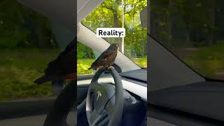 Internet VS REALITY of Having a Pionus Parrot bronzewinged parrots tesla pionus petmemes [upl. by Eidnas]