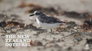 THE NZ DOTTEREL [upl. by Oilla]